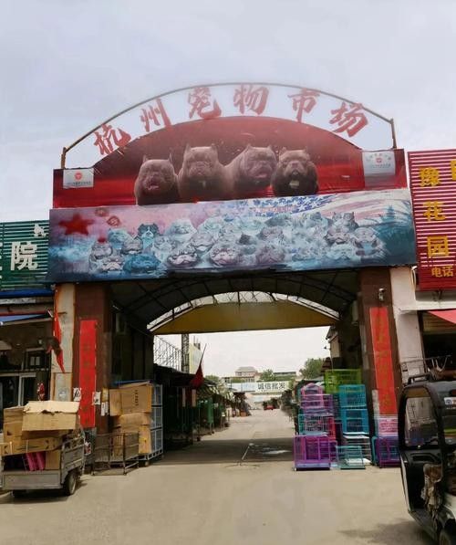 給我推薦一些杭州的寵物市場（杭州寵物市場） 給我推薦一些杭州的寵物市場（杭州寵物市場） 龍魚百科 第5張
