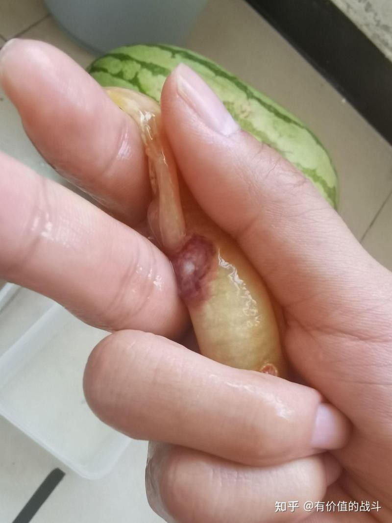六角恐龍魚腳爛了如何治療？（六角恐龍魚的腳爛了怎么辦）