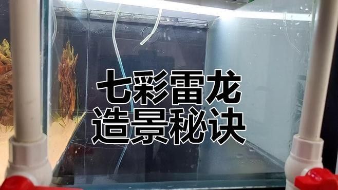如何為七彩雷龍魚提供足夠的游動空間（七彩雷龍魚創(chuàng)造適宜生活環(huán)境的一些建議，打造雷龍生態(tài)缸）