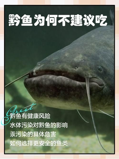 黔魚的價格是多少（淡水魚價格上漲勢頭不減你家餐桌上還有魚嗎）
