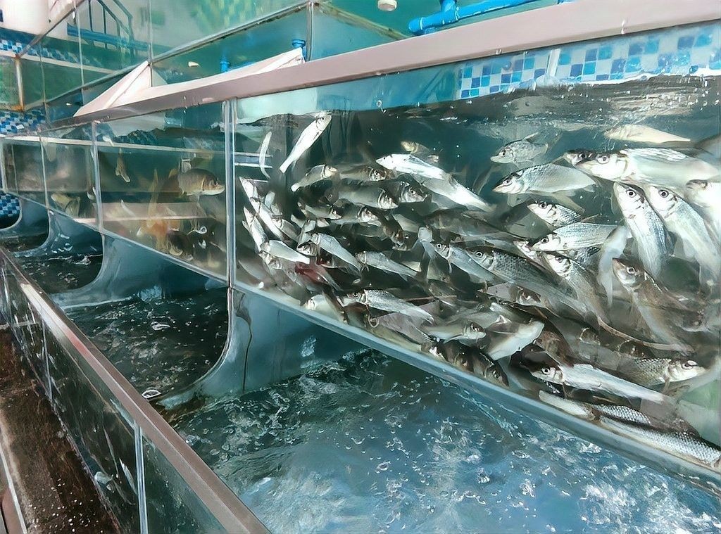 黔魚的價格是多少（淡水魚價格上漲勢頭不減你家餐桌上還有魚嗎）