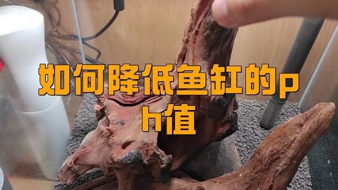 如何判斷魚缸pH值是否合適？（如何判斷魚缸ph值是否合適）