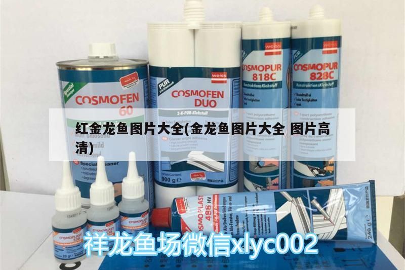 紅金龍魚圖片大全(金龍魚圖片大全圖片高清)（關于紅金龍魚的一些小知識）
