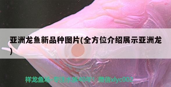 亞洲龍魚新品種圖片(全方位介紹展示亞洲龍)（亞洲龍魚新品種圖片展示亞洲龍魚新品種圖片展示）