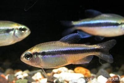 盤錦觀賞魚水族館在哪個位置（盤錦觀賞魚水族館在哪個位置啊）（盤錦觀賞魚水族館位于遼寧省盤錦市興隆臺區）