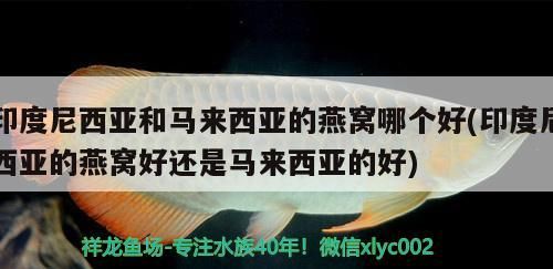 龍魚在缸里不動(dòng)是什么原因 龍魚在魚缸一直不游上面是什么情況（魚缸中長(zhǎng)時(shí)間不游動(dòng)可能有多種原因）