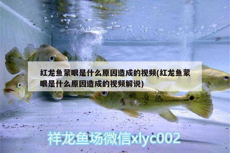 紅龍魚蒙眼是什么原因造成的視頻(紅龍魚蒙眼是什么原因造成的視頻解說)（紅龍魚蒙眼是什么原因造成的）