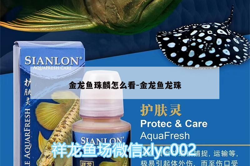高背金龍魚 金龍魚珠麟怎么看:金龍魚龍珠(金龍魚珠麟怎么看) 觀賞魚百科 金龍魚珠麟怎么看:金龍魚龍珠(金龍魚珠麟怎么看) 金龍魚珠麟怎么看:金龍魚龍珠(金龍魚珠麟怎么看) 觀賞魚百科