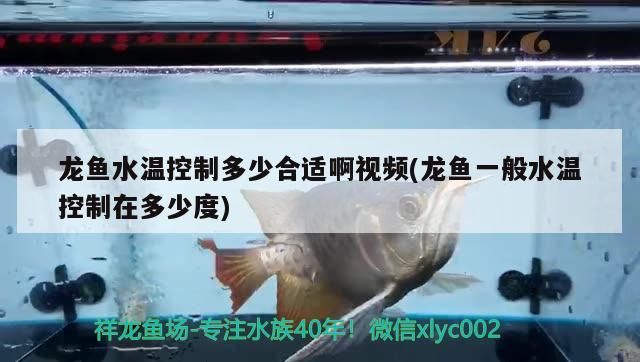 龍魚水溫控制多少合適啊視頻(龍魚一般水溫控制在多少度)（龍魚水溫控制多少合適）
