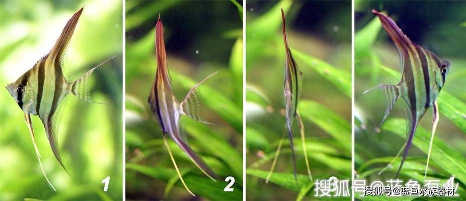 紅龍魚不吃食什么原因造成的：紅龍魚不吃東西怎么辦