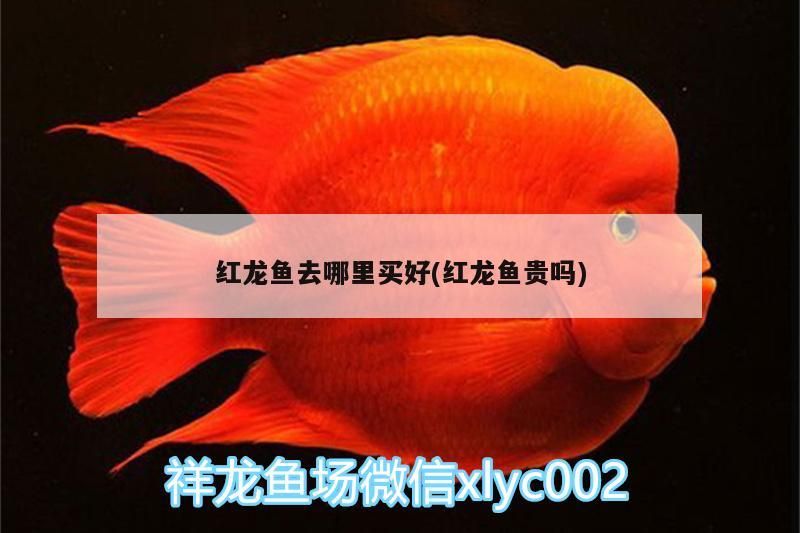 紅龍魚去哪里買好(紅龍魚貴嗎)（紅龍魚去哪里買好）