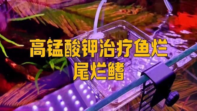 哪些藥物對龍魚爛鰭最有效（-龍魚爛鰭爛尾最怕三個藥漁業創新者）