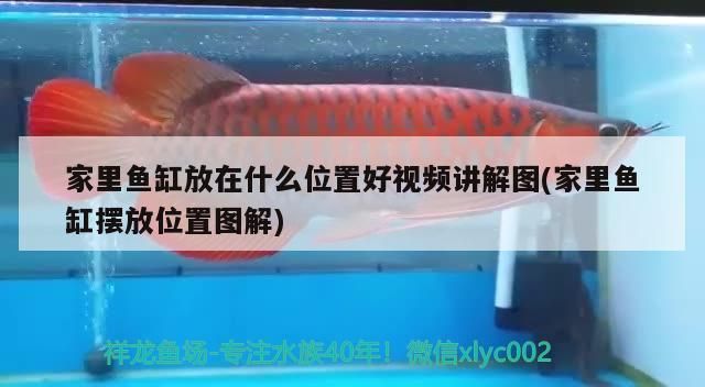 家里魚缸放在什么位置好視頻講解圖(家里魚缸擺放位置圖解)（家里魚缸擺放在什么位置好）
