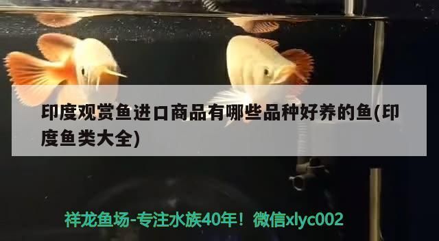印度觀賞魚進口商品有哪些品種好養的魚(印度魚類大全)（印度觀賞魚進口商品有哪些品種）