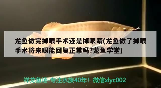 龍魚做完掉眼手術還是掉眼睛(龍魚做了掉眼手術將來眼能回復正常嗎?龍魚學堂)（龍魚做完掉眼手術將來眼能回復正常嗎龍魚掉眼手術將來眼能回復正常嗎）