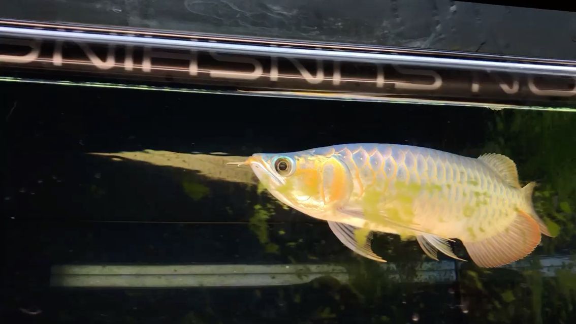 淡水龍魚圖片高清大圖大全 淡水龍蝦品種大全圖解（淡水龍魚圖片高清大圖大全淡水龍蝦品種大全圖解：淡水龍魚）