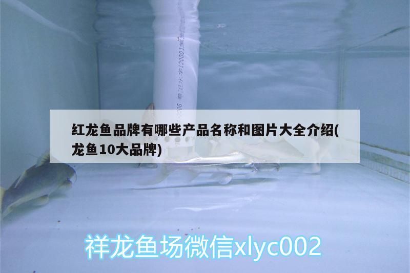 紅龍魚品牌有哪些產(chǎn)品名稱和圖片大全介紹(龍魚10大品牌)（紅龍魚之韻：紅龍魚之韻以其獨(dú)特的養(yǎng)殖理念和創(chuàng)新的養(yǎng)殖技術(shù)）