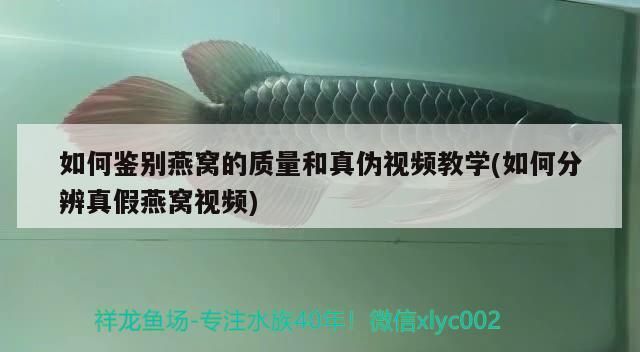 虎魚天天黑來點赤瞳黃金 如何鑒別燕窩的質量和真偽視頻教學(如何分辨真假燕窩視頻)(如何鑒別燕窩的質量和真偽) 觀賞魚百科 如何鑒別燕窩的質量和真偽視頻教學(如何分辨真假燕窩視頻)(如何鑒別燕窩的質量和真偽) 如何鑒別燕窩的質量和真偽視頻教學(如何分辨真假燕窩視頻)(如何鑒別燕窩的質量和真偽) 觀賞魚百科