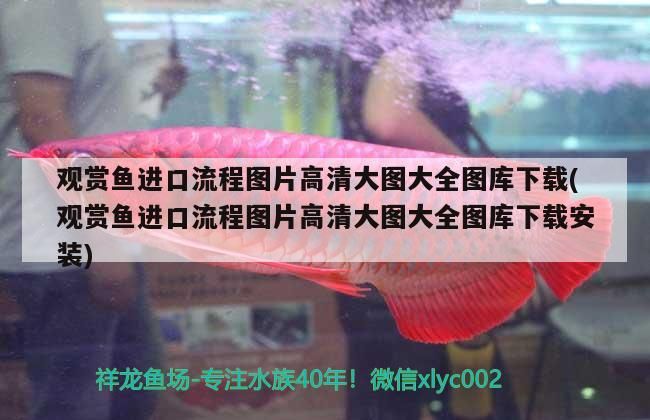 觀賞魚進口流程圖片高清大圖大全圖庫下載(觀賞魚進口流程圖片高清大圖大全圖庫下載安裝)（觀賞魚進口流程圖片大全圖片高清大圖大全圖庫下載的介紹）