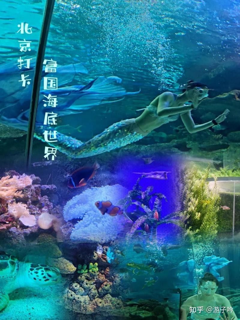 推薦幾家專業(yè)水族館（<strong><mark>北京</mark></strong>海洋生物專業(yè)水族館推薦，<strong><mark>北京</mark></strong>海洋館名單游子吟）