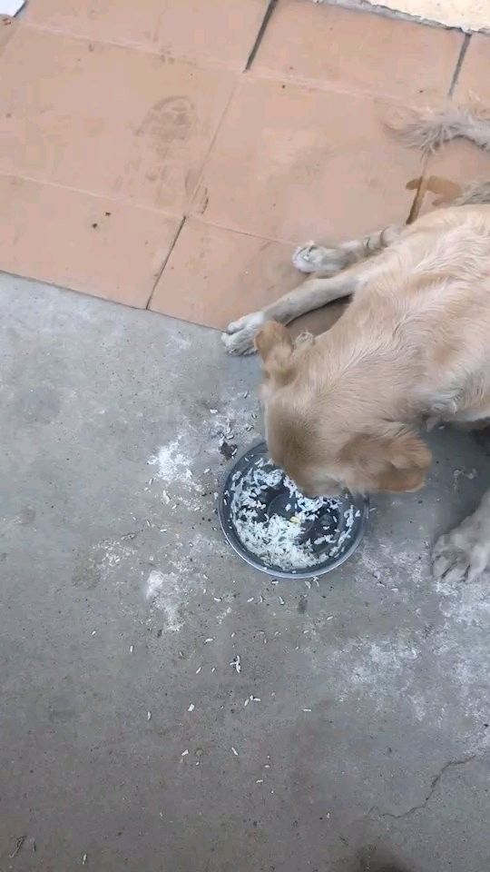如何搜索貴港龍魚貼吧（港龍魚貼吧是龍魚愛好者交流的一個(gè)網(wǎng)絡(luò)平臺(tái)提供了豐富的龍魚養(yǎng)殖和養(yǎng)護(hù)知識(shí)）