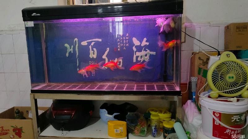 如何搜索貴港龍魚貼吧（港龍魚貼吧是龍魚愛好者交流的一個(gè)網(wǎng)絡(luò)平臺(tái)提供了豐富的龍魚養(yǎng)殖和養(yǎng)護(hù)知識(shí)）