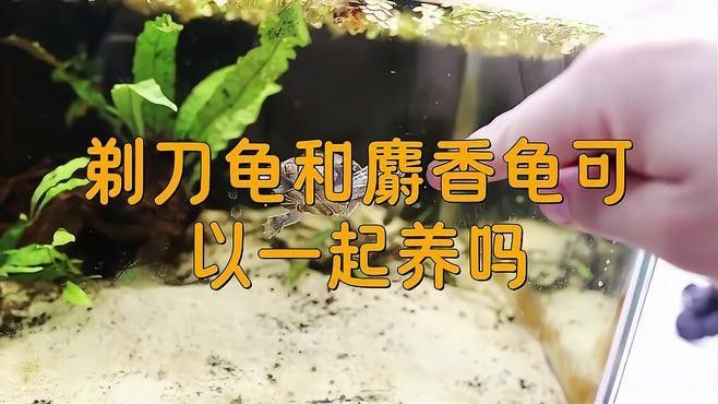 剃刀龜混養最佳搭配（關于剃刀龜混養最佳搭配的建議）