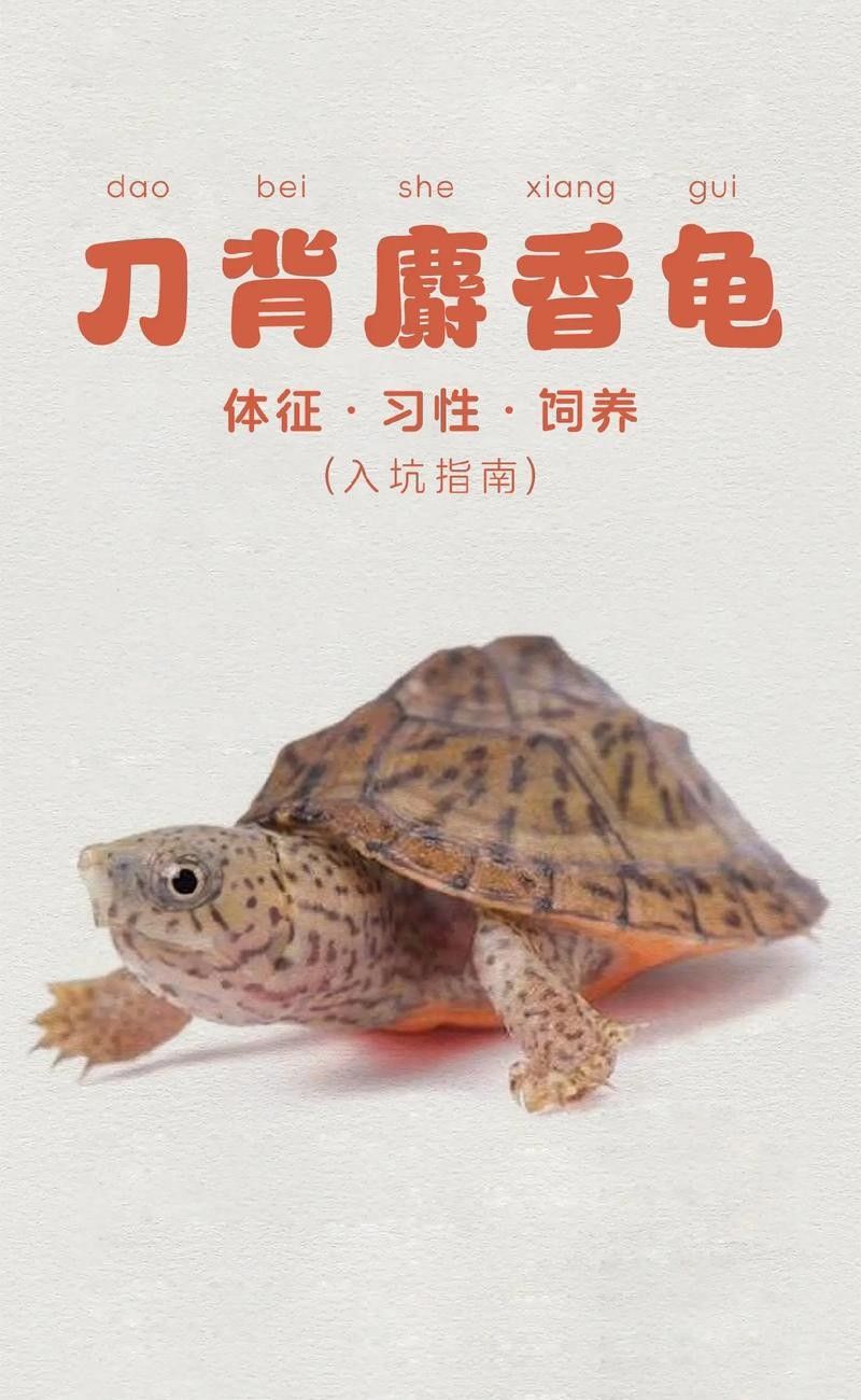 剃刀龜混養最佳搭配（關于剃刀龜混養最佳搭配的建議）
