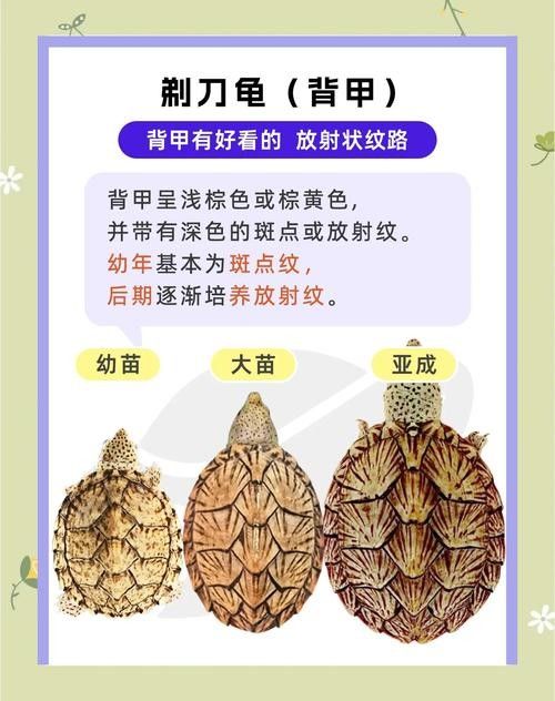 剃刀龜混養最佳搭配（關于剃刀龜混養最佳搭配的建議）