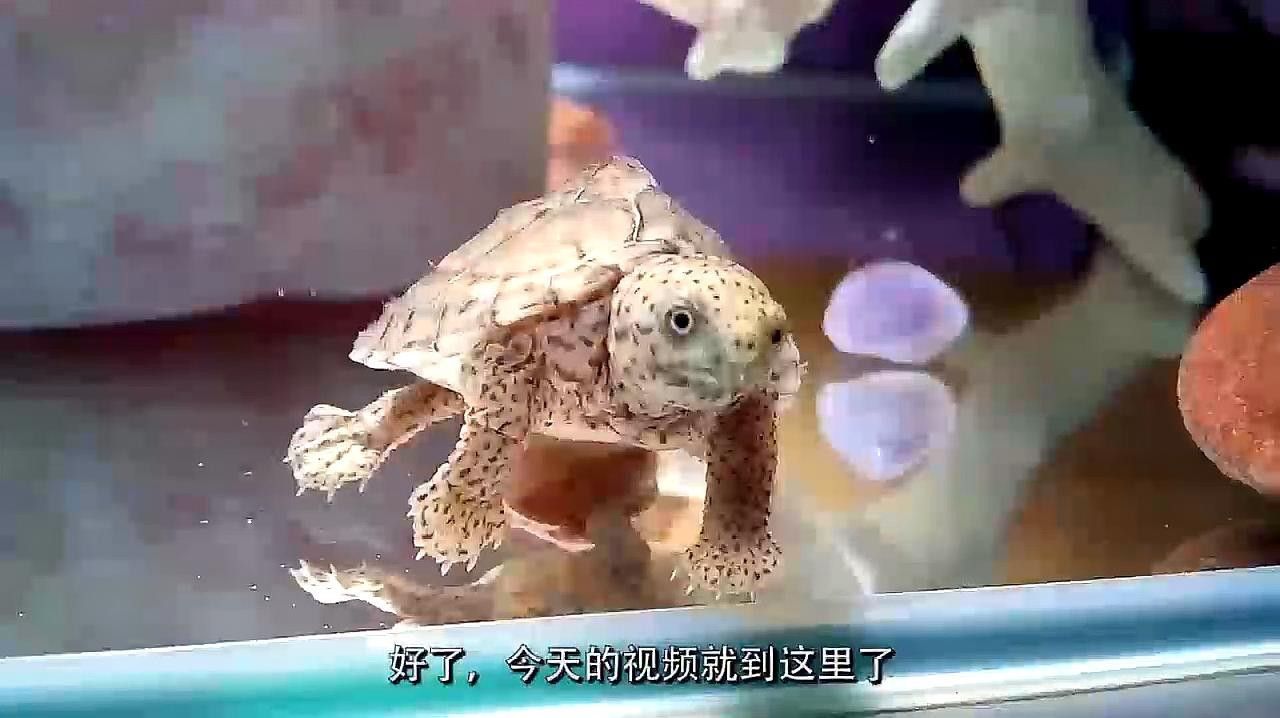 剃刀龜混養最佳搭配（關于剃刀龜混養最佳搭配的建議）