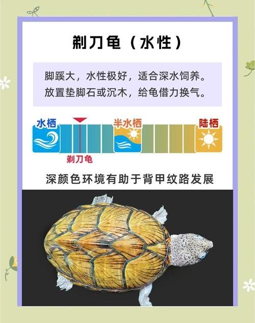 剃刀龜混養最佳搭配（關于剃刀龜混養最佳搭配的建議）