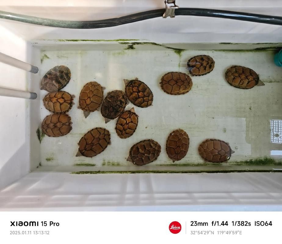 剃刀龜混養最佳搭配（關于剃刀龜混養最佳搭配的建議）