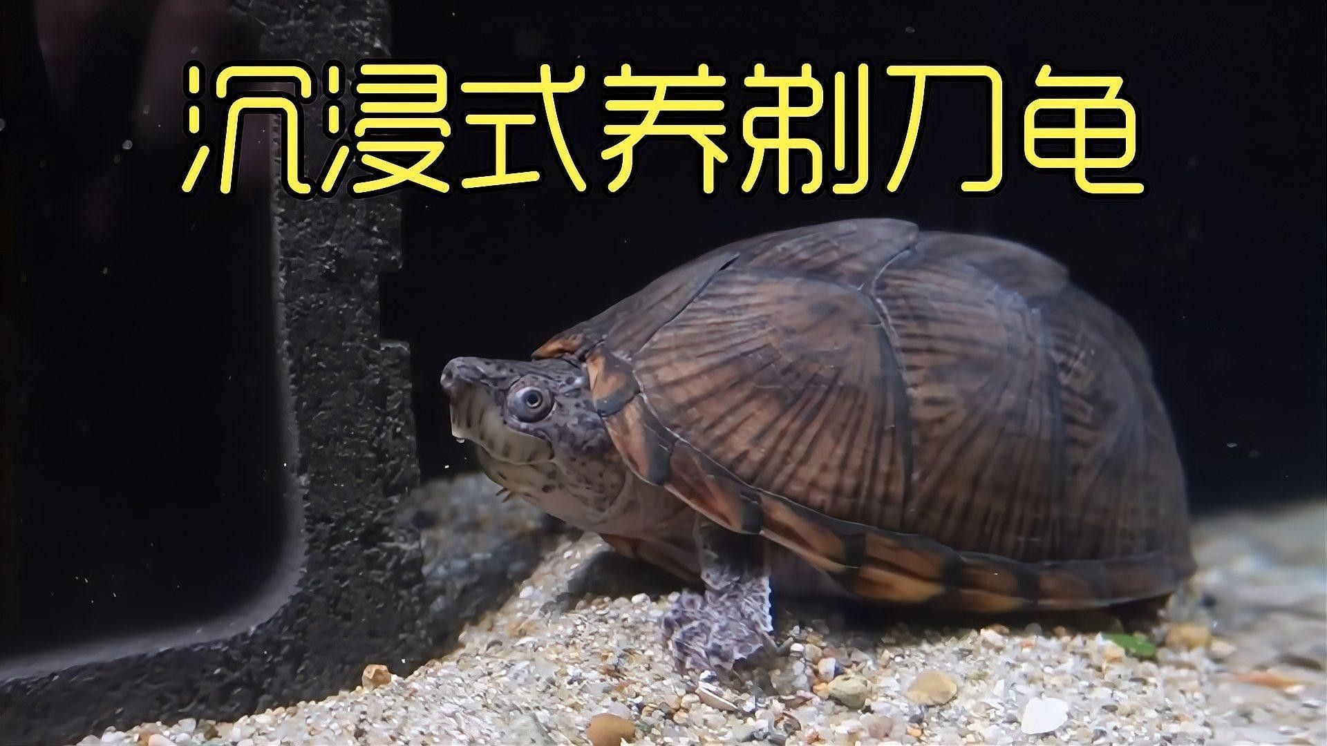 剃刀龜混養最佳搭配（關于剃刀龜混養最佳搭配的建議）