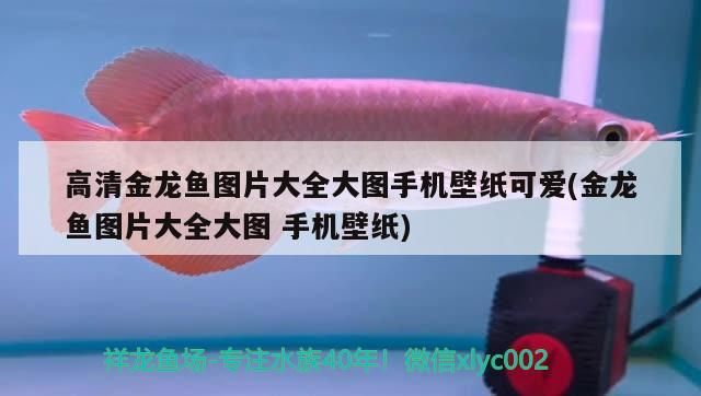 菏澤觀賞魚市場雕刻核桃（在菏澤觀賞魚市場雕刻核桃）