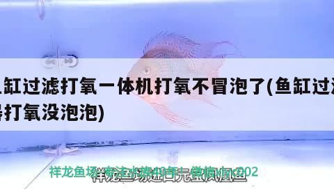 菏澤觀賞魚市場雕刻核桃（在菏澤觀賞魚市場雕刻核桃）