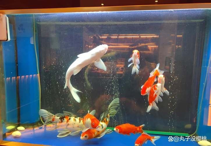 林芝哪個水族館龍魚好？祥龍魚場龍魚（林芝市農業農村局打造西藏首家瀕危魚類救護中心及冷水魚養殖實訓基地）