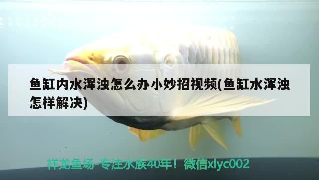 魚缸內水渾濁怎么辦小妙招視頻(魚缸水渾濁怎樣解決)（魚缸內水渾濁怎么辦小妙招視頻）
