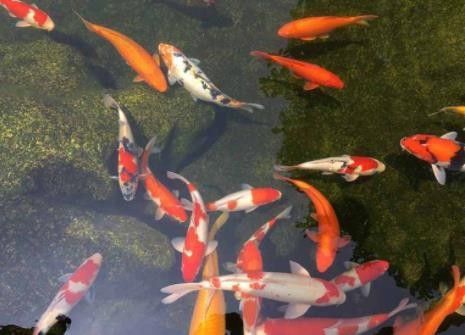 龍魚養(yǎng)殖場一般如何<strong><mark>合作</mark></strong>？（養(yǎng)龍魚的正確姿勢你get了嗎）