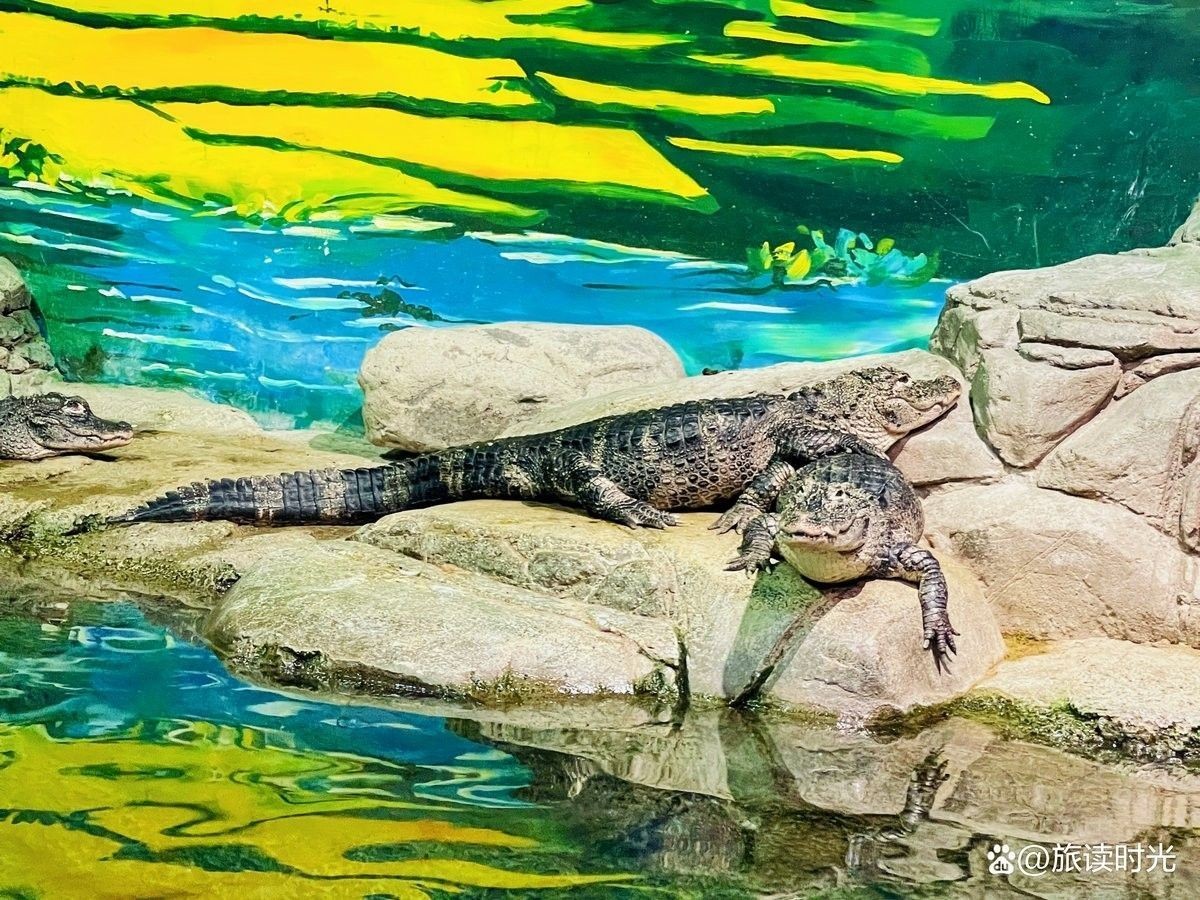 阿拉山口哪個水族館龍魚好？祥龍魚場龍魚（上海海洋水族館龍年新春“龍魚”與游客一起迎接龍年新民晚報）