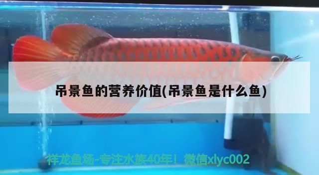 吊景魚的營養價值(吊景魚是什么魚)（吊景魚的營養價值）