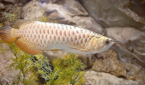 家養(yǎng)金龍魚(yú)最大能長(zhǎng)多大（家養(yǎng)金龍魚(yú)的最大長(zhǎng)度）