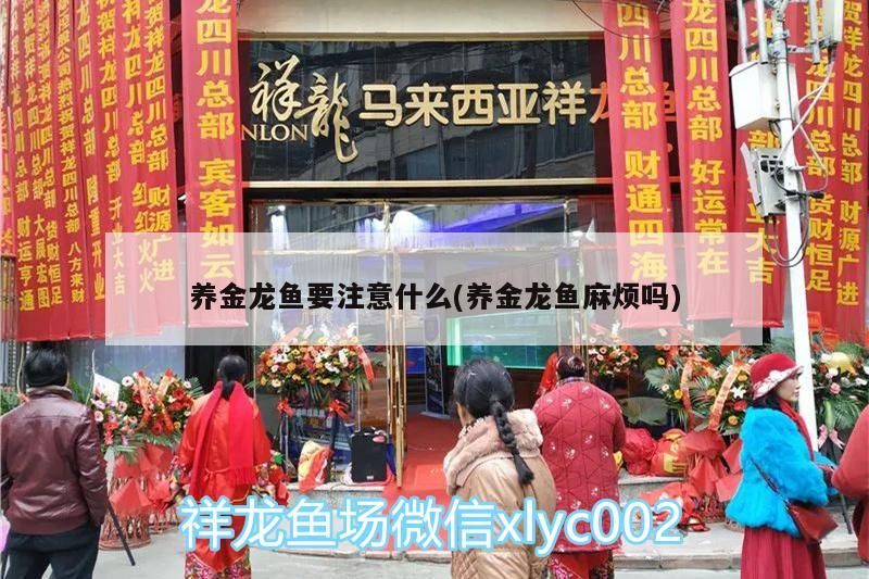 養金龍魚要注意什么(養金龍魚麻煩嗎)（養金龍魚要注意什么和養金龍魚麻煩嗎）