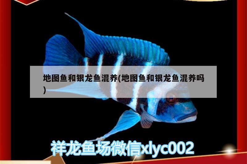 花龍魚(yú)鰻魚(yú)(青花魚(yú)鰻魚(yú))（地圖魚(yú)和銀龍魚(yú)混養(yǎng)）