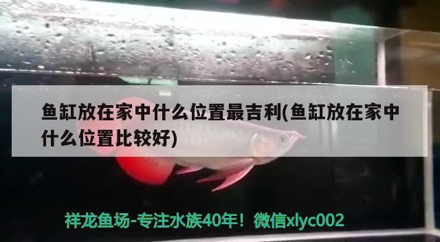 魚缸放在家中什么位置最<strong><mark>吉利</mark></strong>(魚缸放在家中什么位置比較好)（家里的魚缸放什么位置比較好）