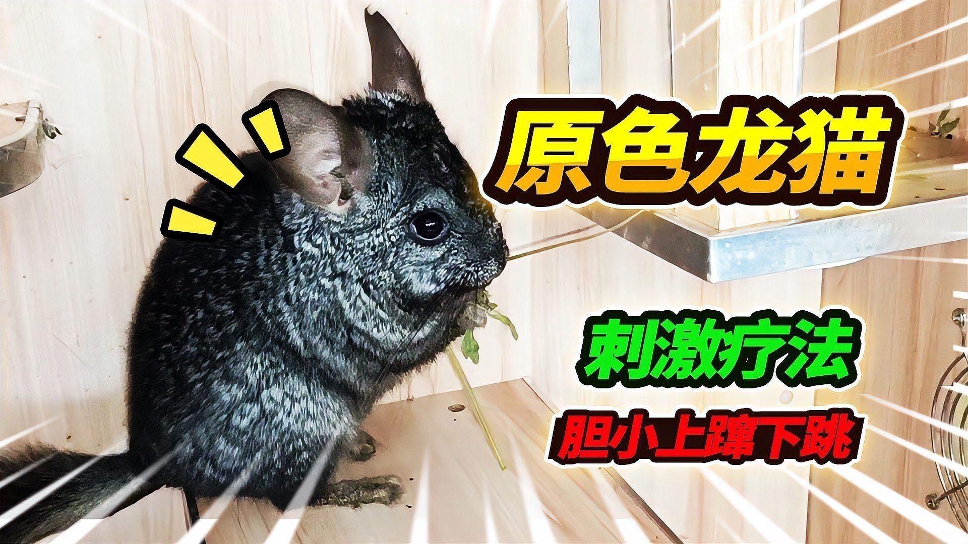 龍貓和貓如何一起飼養更和諧（龍貓和貓如何一起飼養更和諧，龍貓與貓的共處問題常常成為主人關注的焦點）