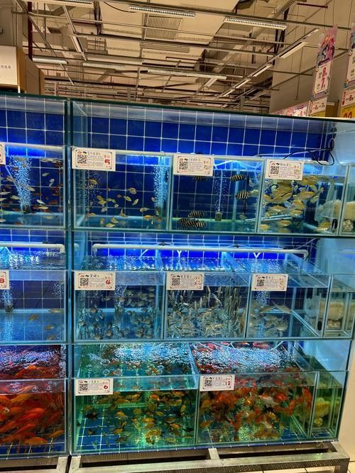 保定龍魚專賣店有哪些推薦（保定龍魚專賣店怎么樣）