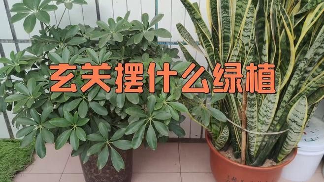 哪款適合放在玄關（家庭入口的第一道風景線適合放在玄關的裝飾品推薦）