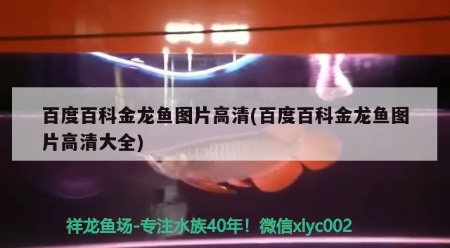 百度百科金龍魚圖片高清(百度百科金龍魚圖片高清大全)（百度百科百科金龍魚圖片高清）