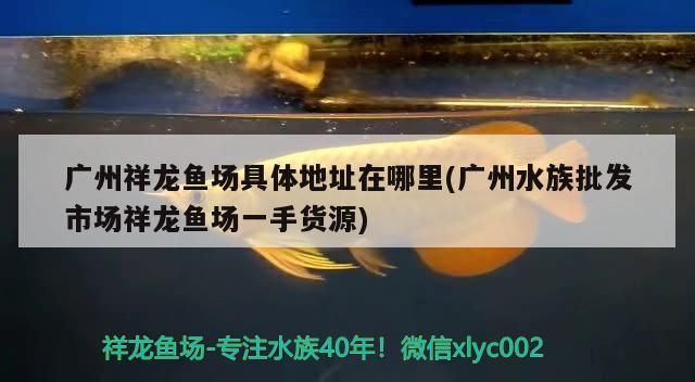 廣州祥龍魚場具體地址在哪里(廣州水族批發(fā)市場祥龍魚場一手貨源)（廣州祥龍魚場具體地址在哪里）