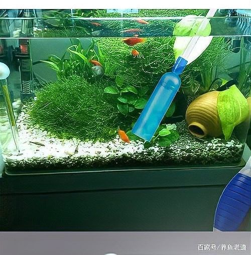 如何設置雷龍魚混養缸的躲避空間？（如何為雷龍魚設置躲避空間） 如何設置雷龍魚混養缸的躲避空間？（如何為雷龍魚設置躲避空間） 龍魚百科 第5張